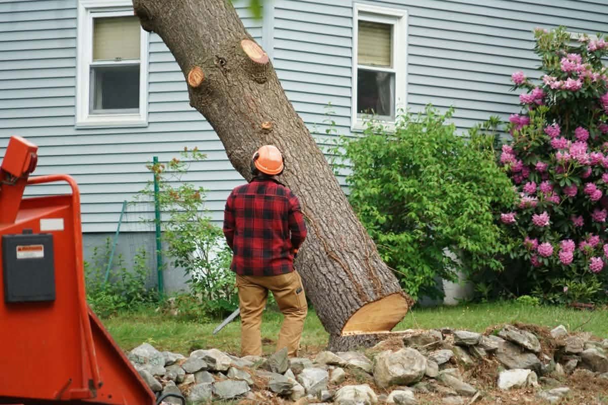 Tree Removal by Legendary Property Care